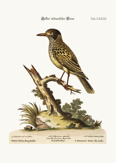 The Yellow Indian Starling, 1749-73 by George Edwards